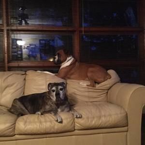 Meet your Posher, Brandy